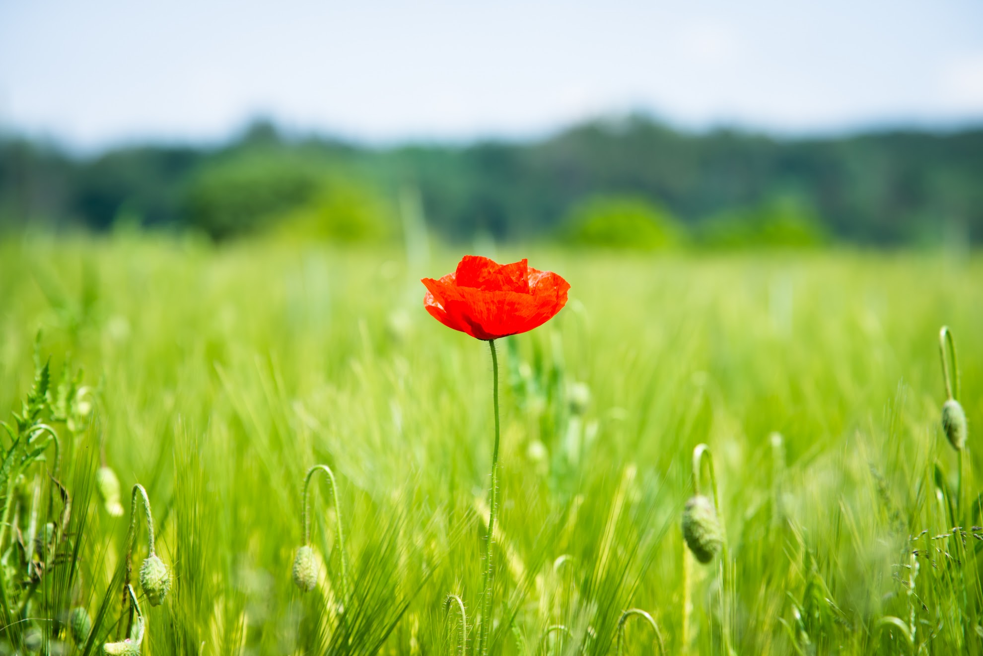 (c) Markus Gürteler