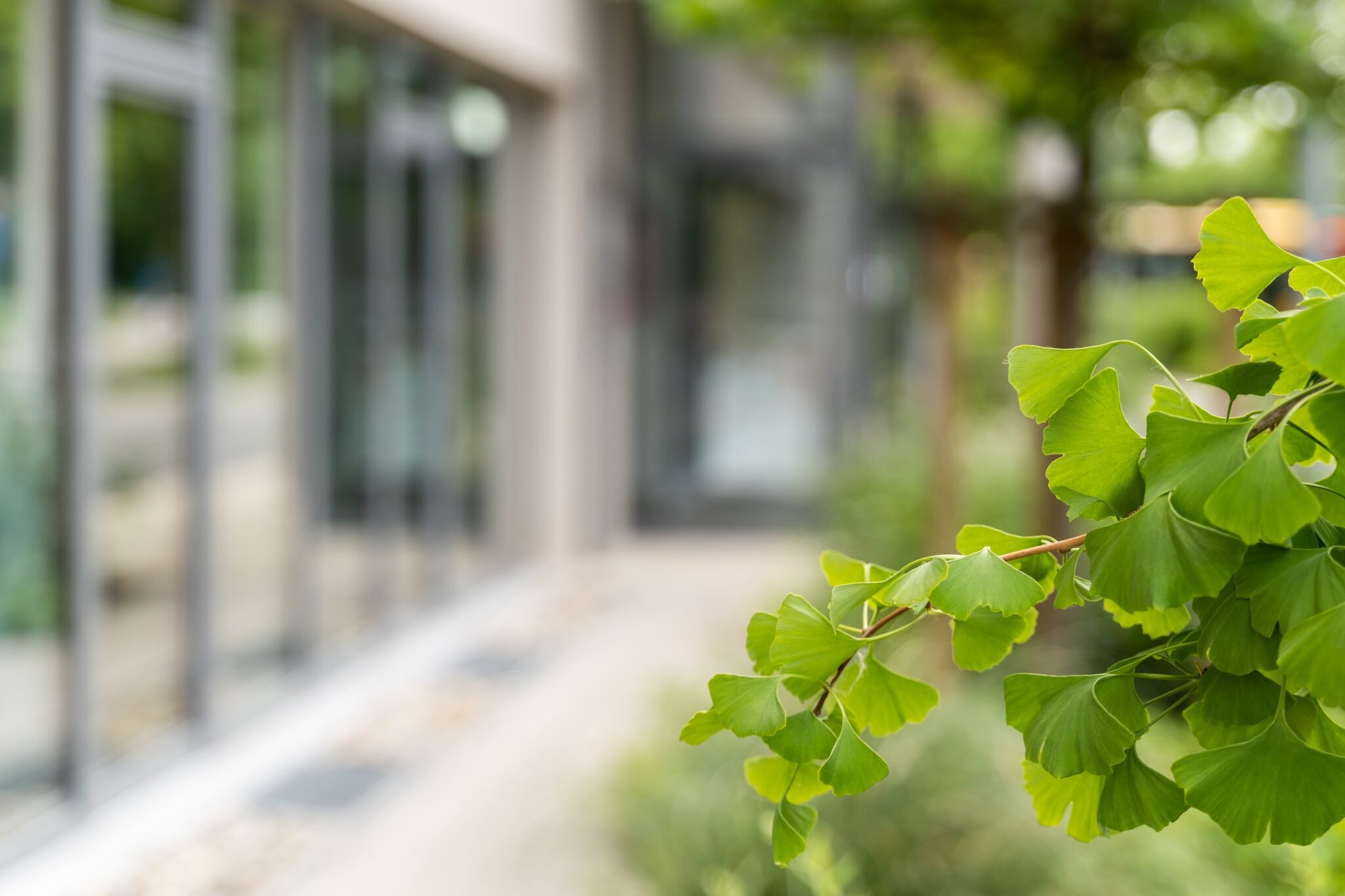 Nahaufnahme von Blättern eines Ginkgobaumes mit dem Hotel INCLUDiO Regensburg in der Unschärfe im Hintergrund